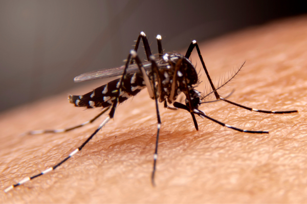 dengue afeta os olhos