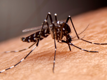 dengue afeta os olhos